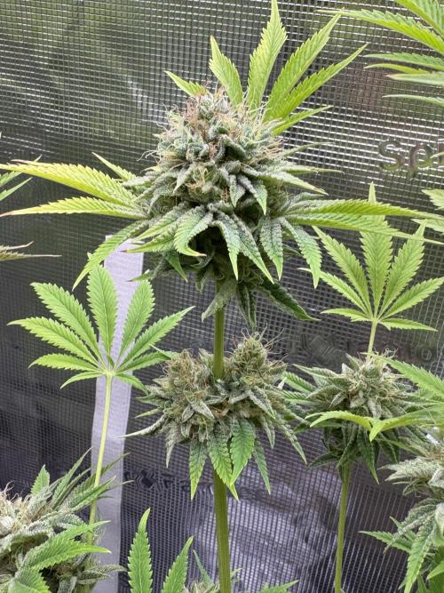 TerpyZ Room. Week 14 - Mentha de Melon