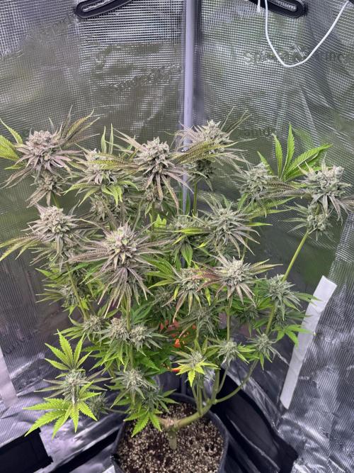 TerpyZ Room. Week 14 - ChemBull 