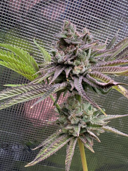 TerpyZ Room. Week 14 - ChemBull 