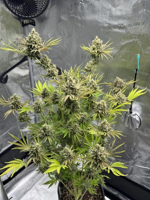 TerpyZ Room. Week 15