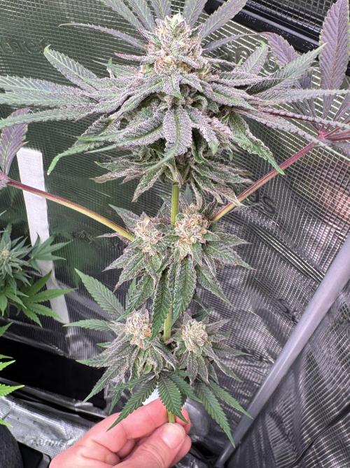 Test Showroom grow journal by ShortyV12 - GrowDiaries