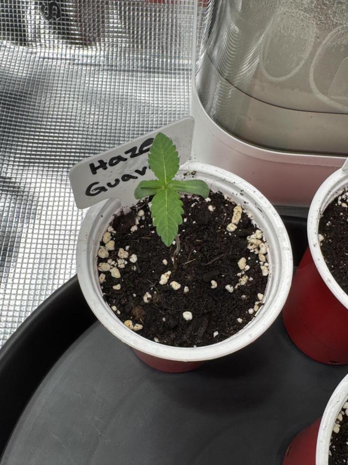 TerpyZ Tester. Week 0