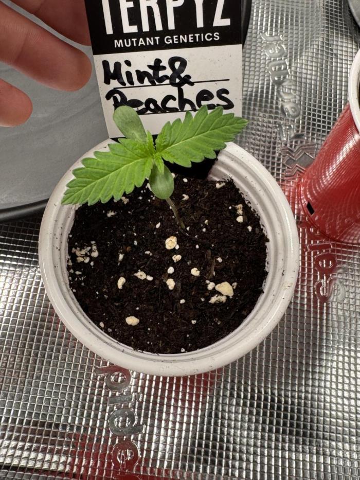TerpyZ Tester. Week 0