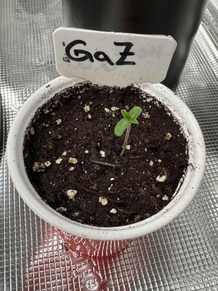 TerpyZ Tester. Week 0