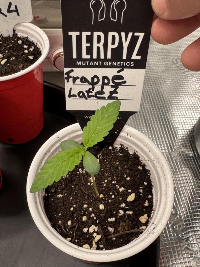 TerpyZ Tester. Week 0
