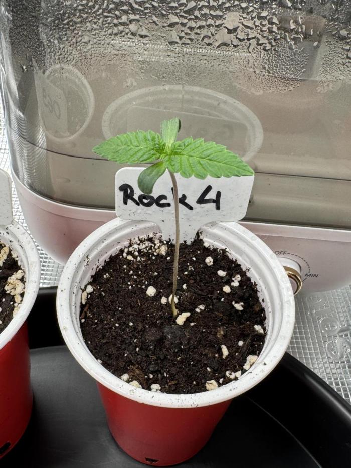 TerpyZ Tester. Week 0