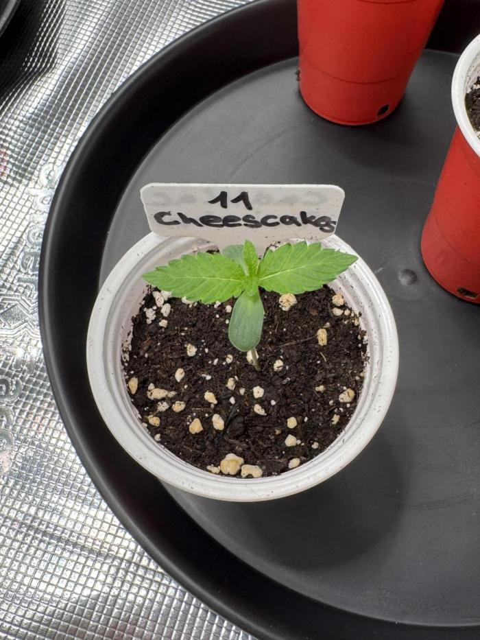 TerpyZ Tester. Week 0