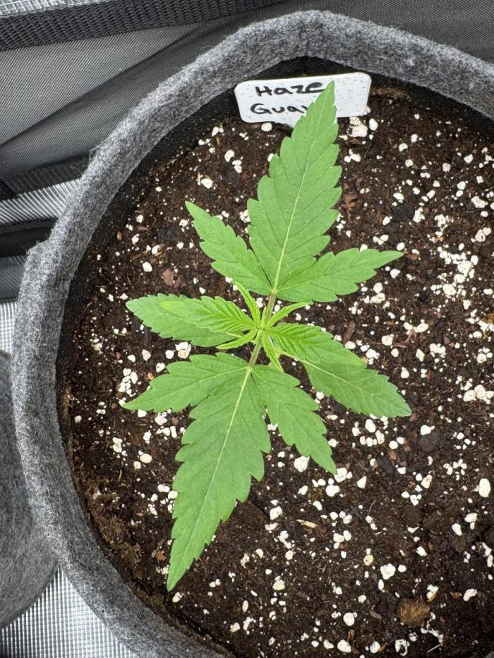 TerpyZ Tester. Week 1