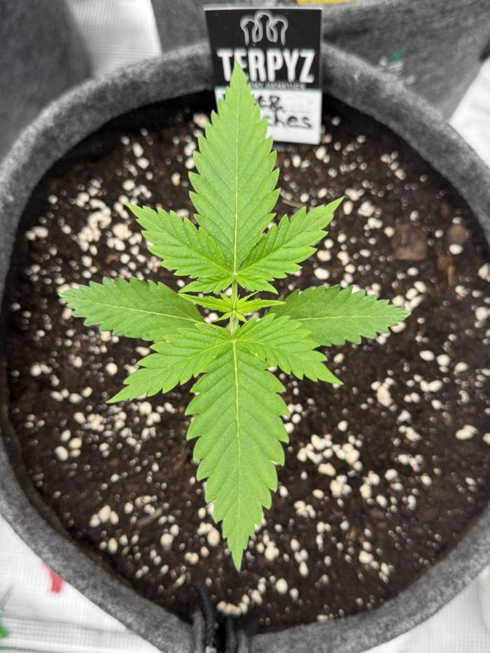 TerpyZ Tester. Week 1