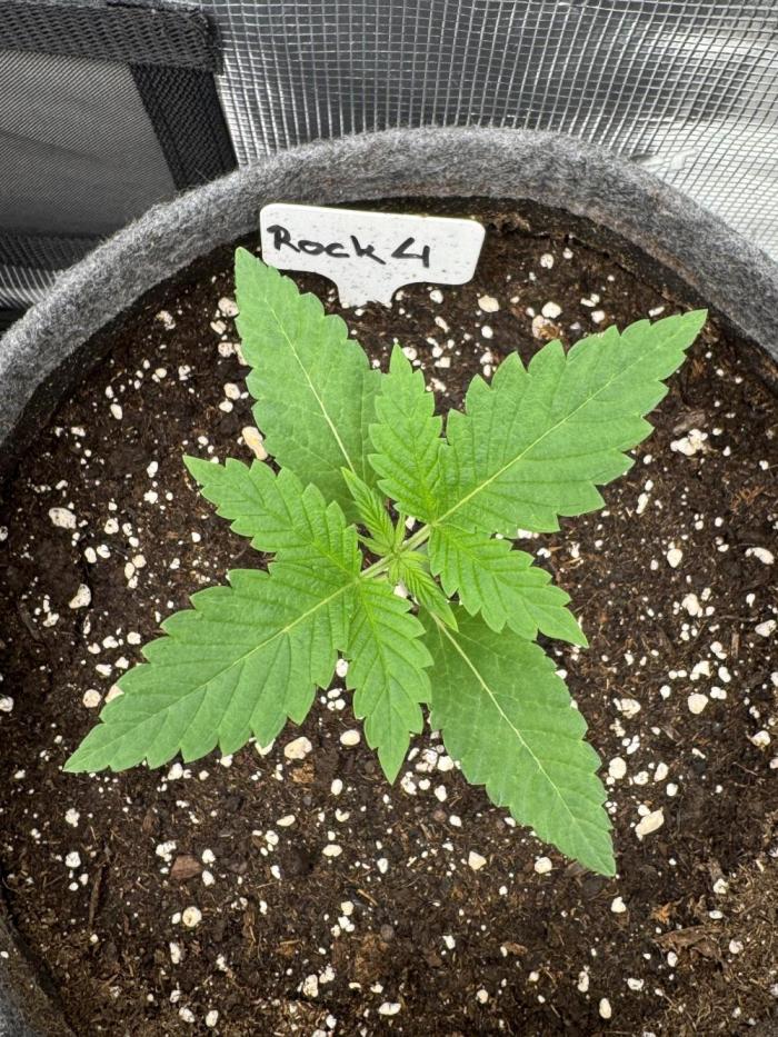 TerpyZ Tester. Week 1