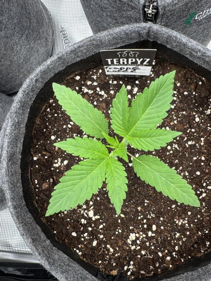 TerpyZ Tester. Week 1