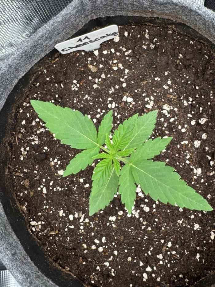TerpyZ Tester. Week 1