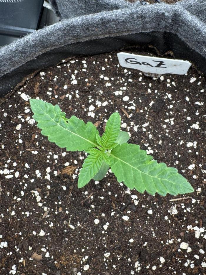 TerpyZ Tester. Week 1