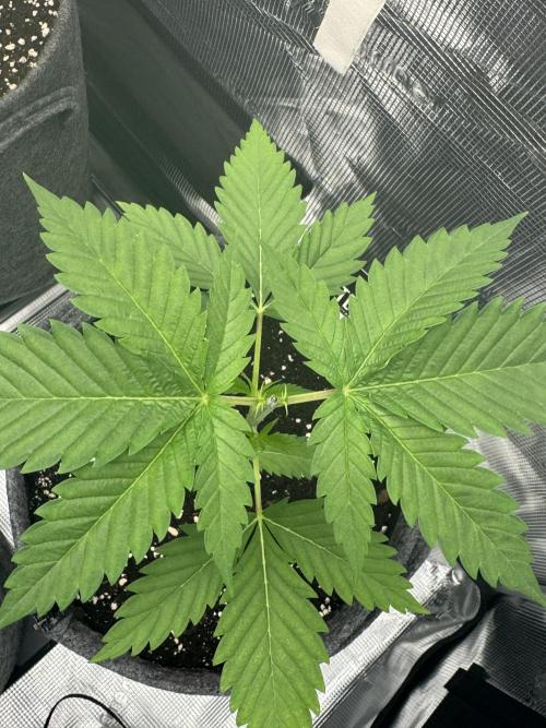 Mint & Peaches. Week 2