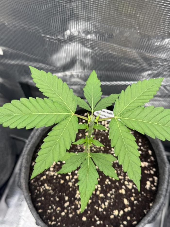 TerpyZ Tester. Week 2