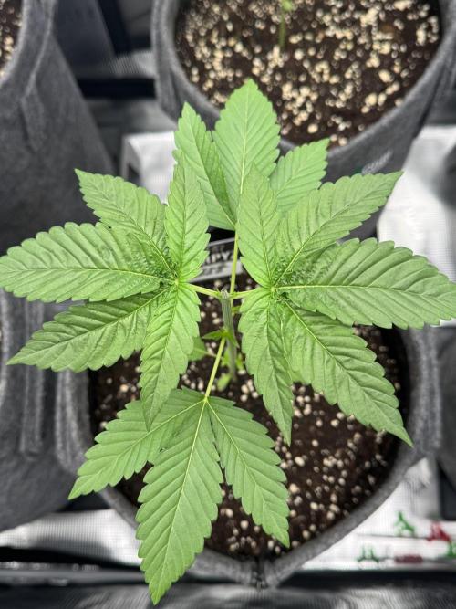 Frappé LateZ . Week 2