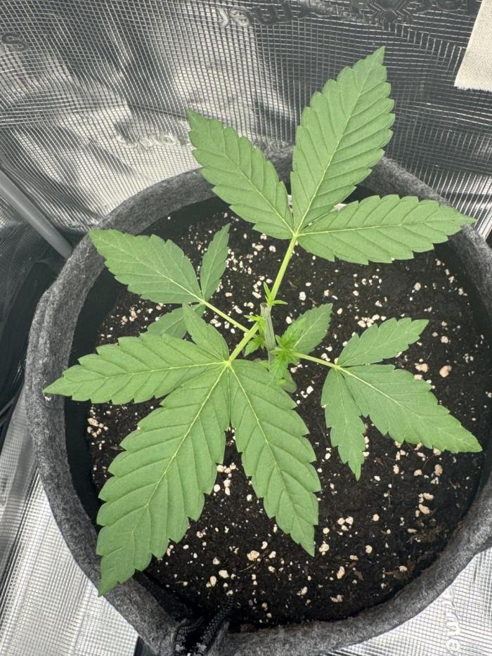 TerpyZ Tester. Week 2