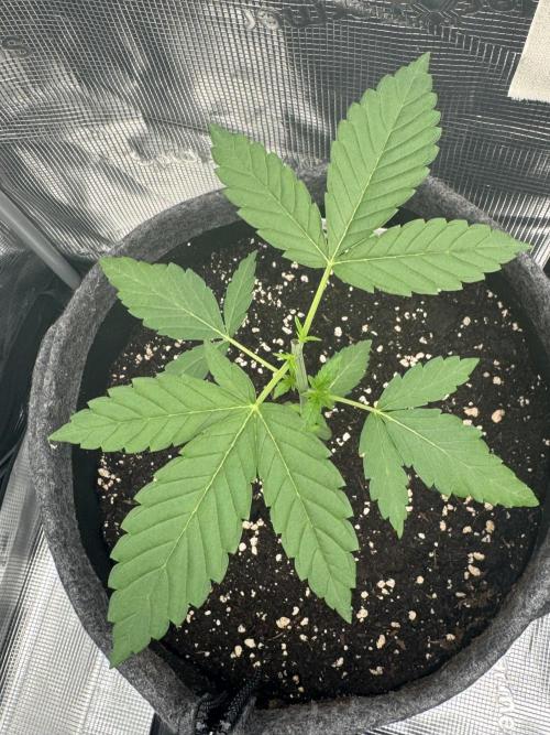 11 Cheescakes. Week 2