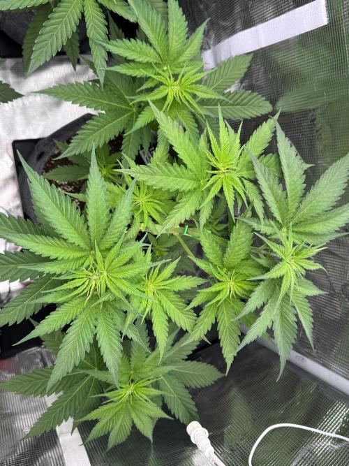 Mint & Peaches. Week 4