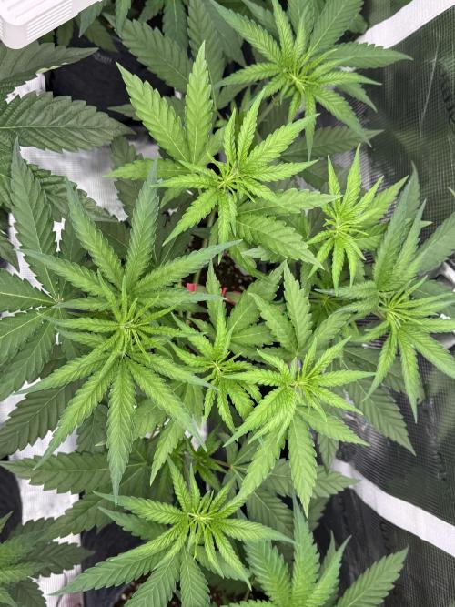 Haze Guava. Week 4