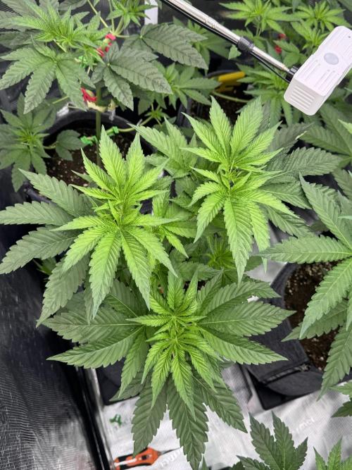 Frappé LateZ . Week 4