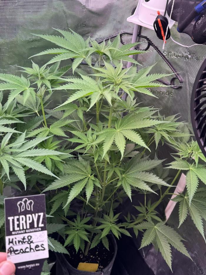TerpyZ Tester. Week 5