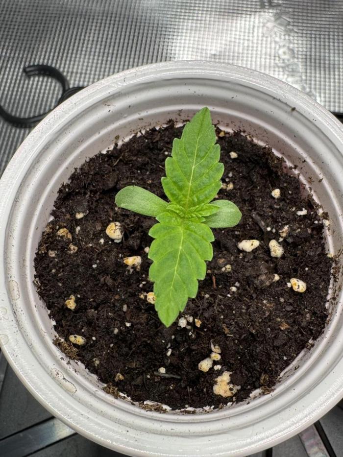 HighRoots Seeds. Week 0