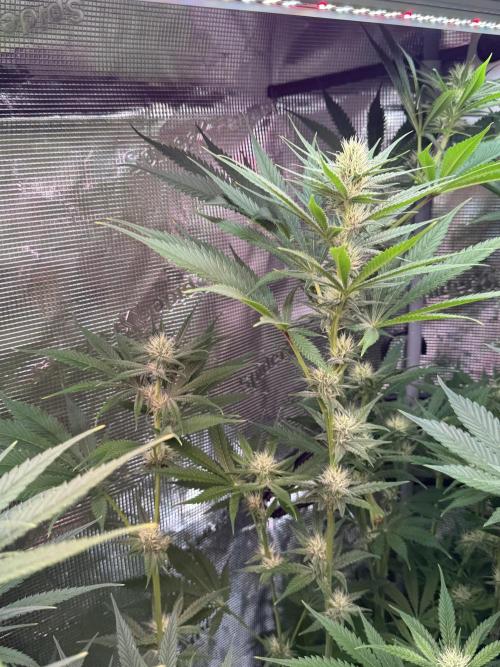 TerpyZ Tester. Week 8
