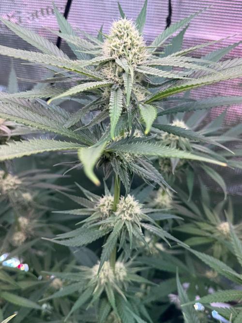 Haze Guava. Week 8