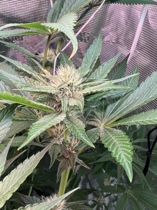 TerpyZ Tester. Week 8