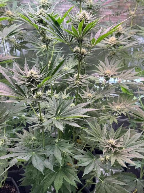 TerpyZ Tester. Week 8