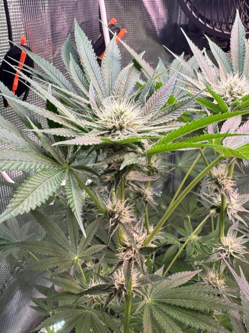 TerpyZ Tester. Week 7