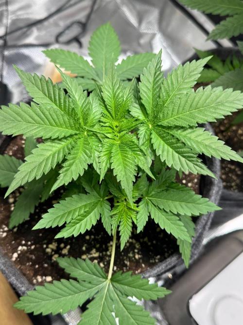 HighRoots Seeds. Week 3