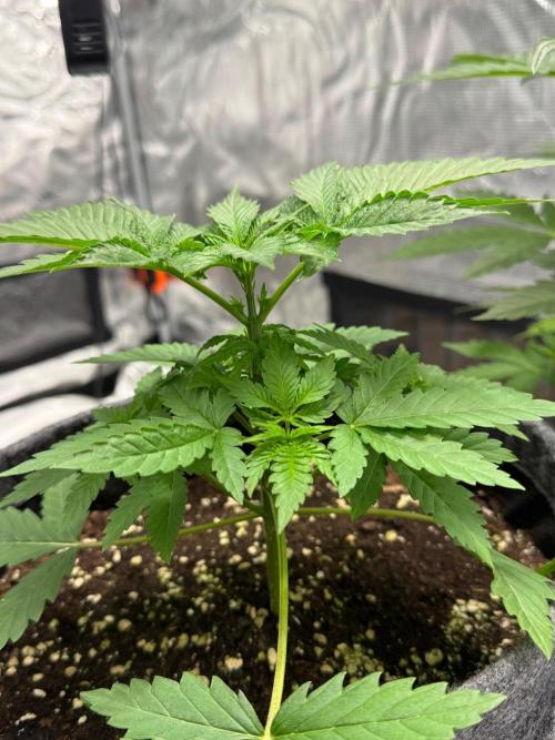 HighRoots Seeds. Week 3