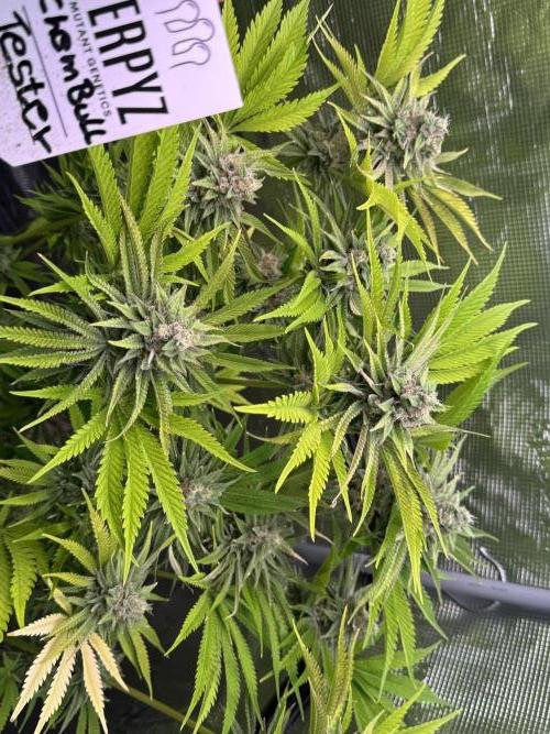 TerpyZ Room. Week 12