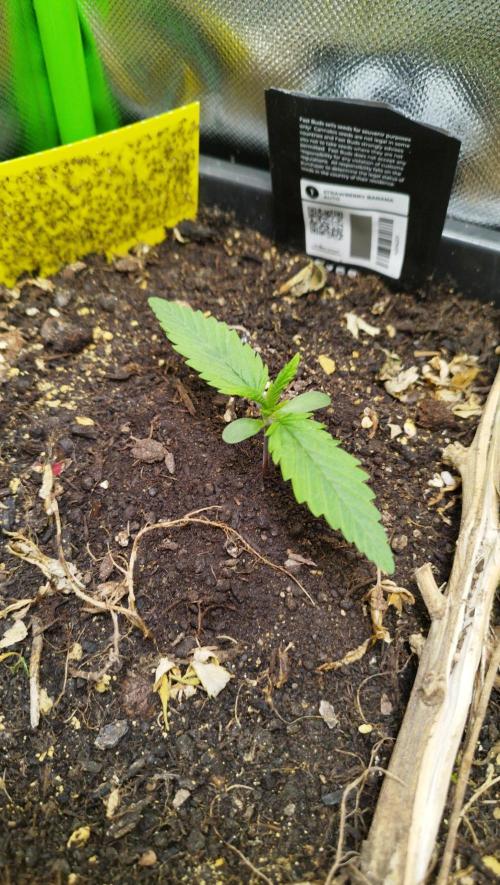 Strawnana. Week 1 - 03.11.