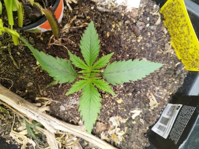 Strawnana. Week 1 - 06.11