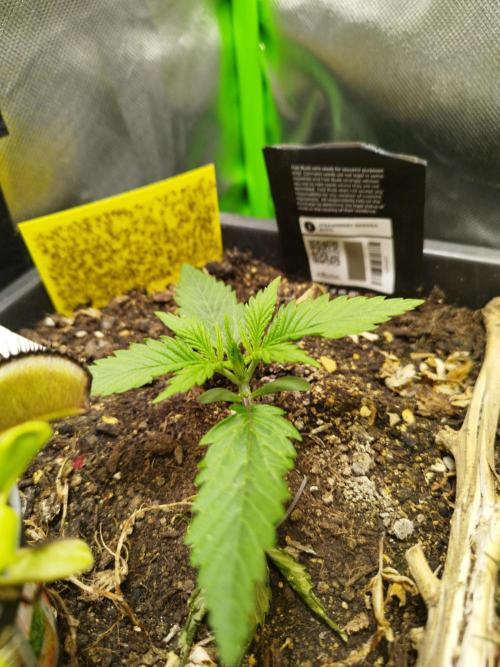 Strawnana. Week 1 - 06.11