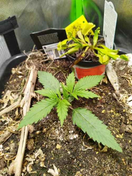 Strawnana. Week 1 - 07.11