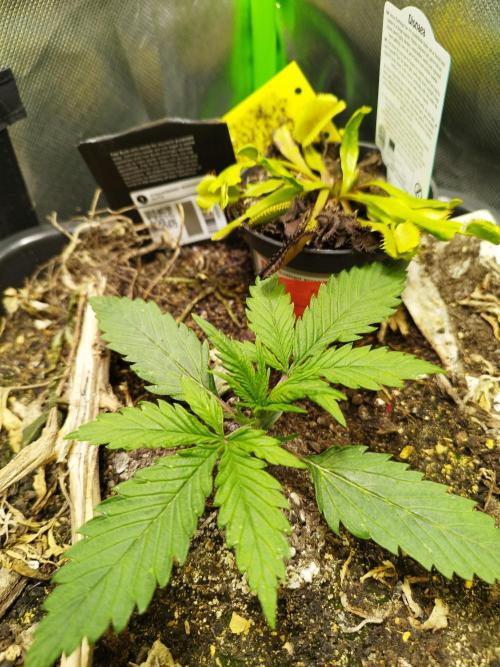 Strawnana. Week 2 - 08.11.