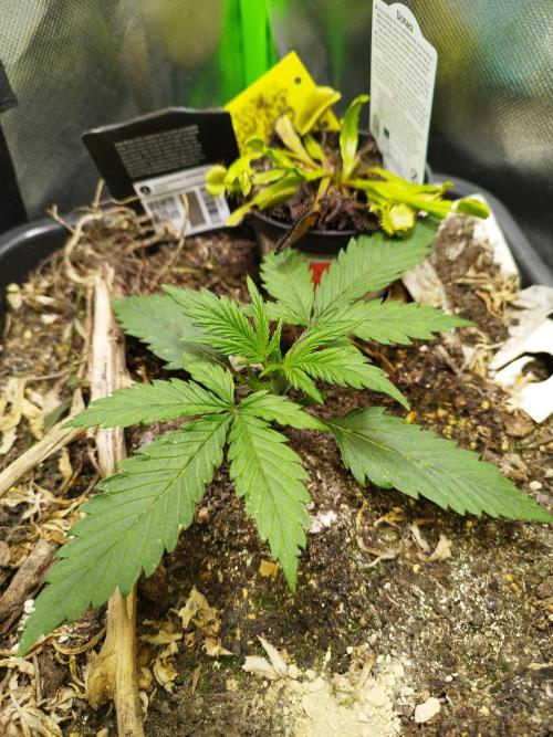 Strawnana. Week 2 - 09.11.