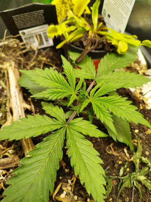 Strawnana. Week 2 - 10.11