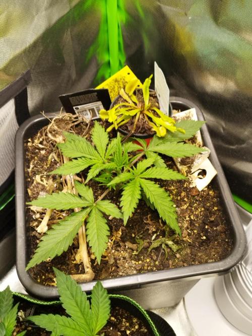 Strawnana. Week 2 - 12.11.