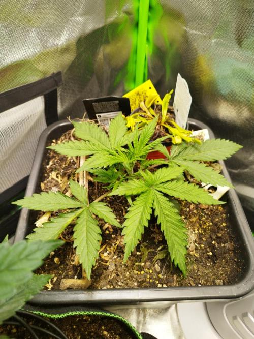 Strawnana. Week 2 - 13.12.