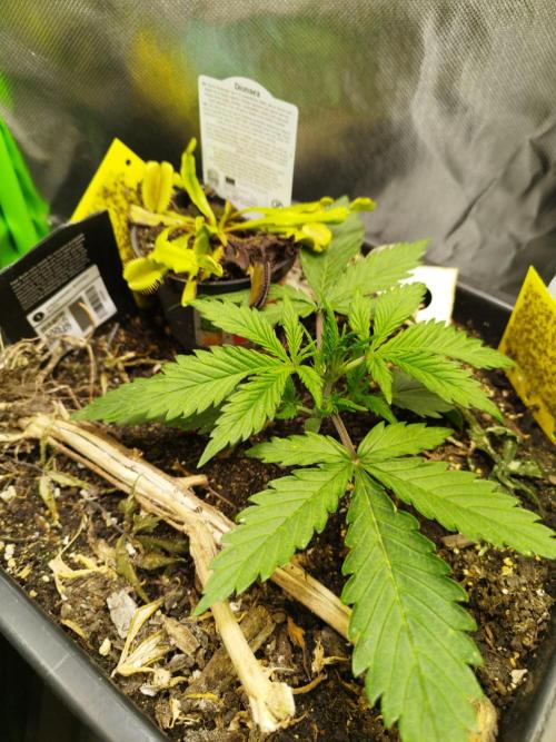 Strawnana. Week 2 - 11.11.