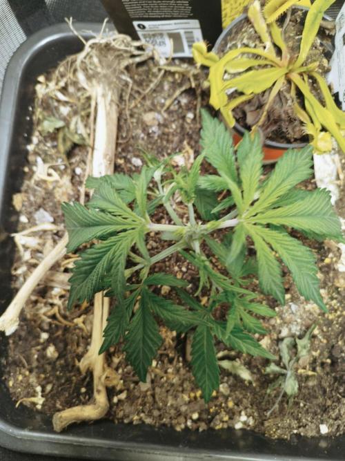 Strawnana. Week 3 - 14.11