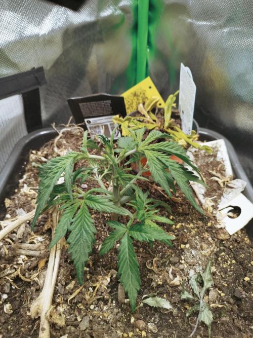 Strawnana. Week 3 - 14.11