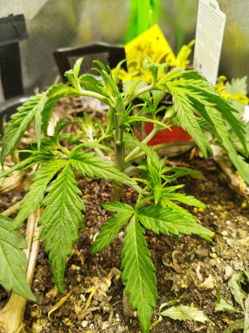 Strawnana. Week 3 - 14.11