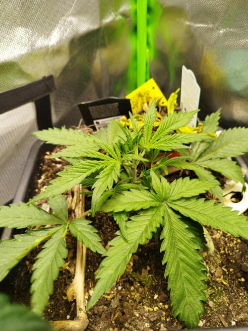 Strawnana. Week 3 - 14.11