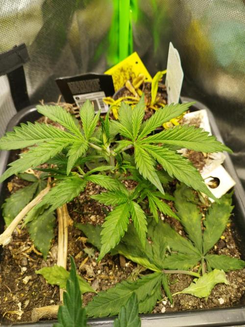 Strawnana. Week 3 - 15.11.